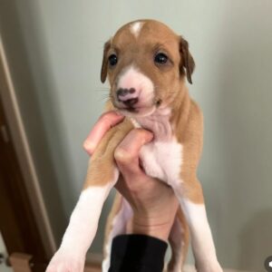 Meet Lola β Exquisite Female Italian Greyhound Puppy available for adoption