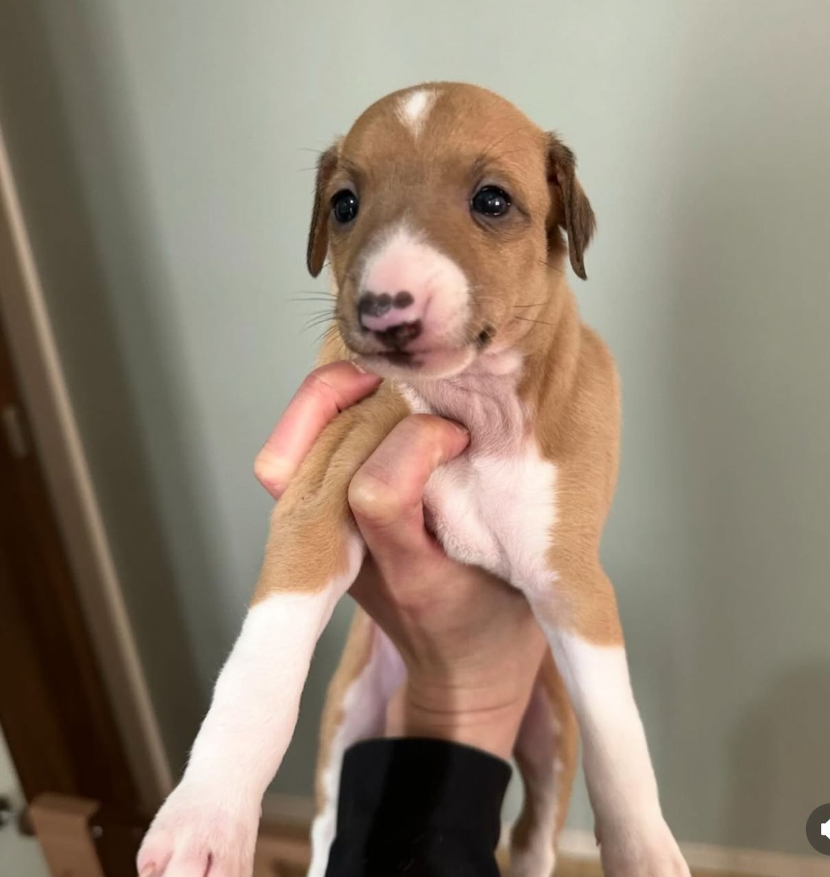 Meet Lola β Exquisite Female Italian Greyhound Puppy available for adoption