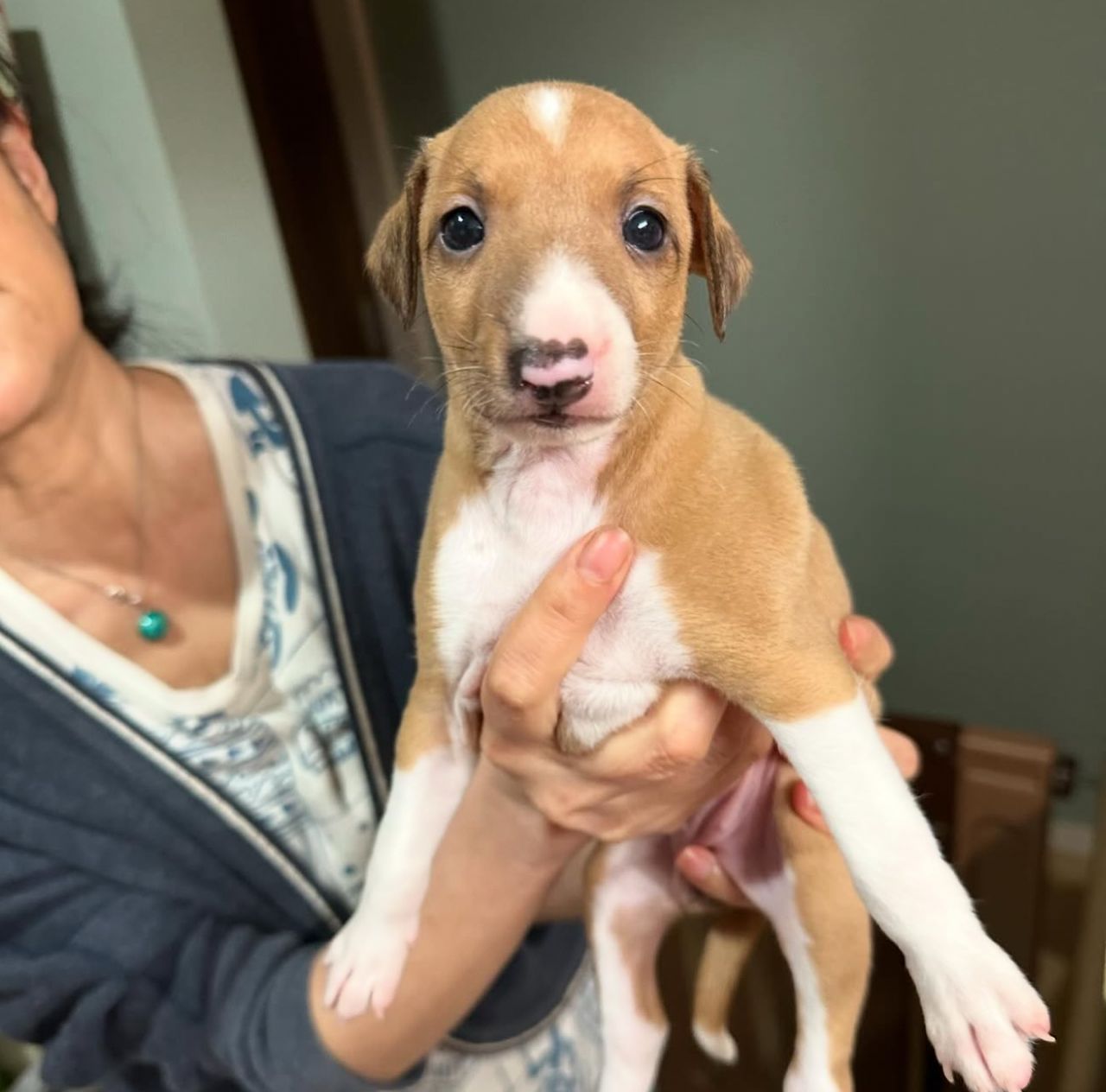 πΆ Meet Lola β Exquisite Female Italian Greyhound Puppy ! πΆ - Image 7