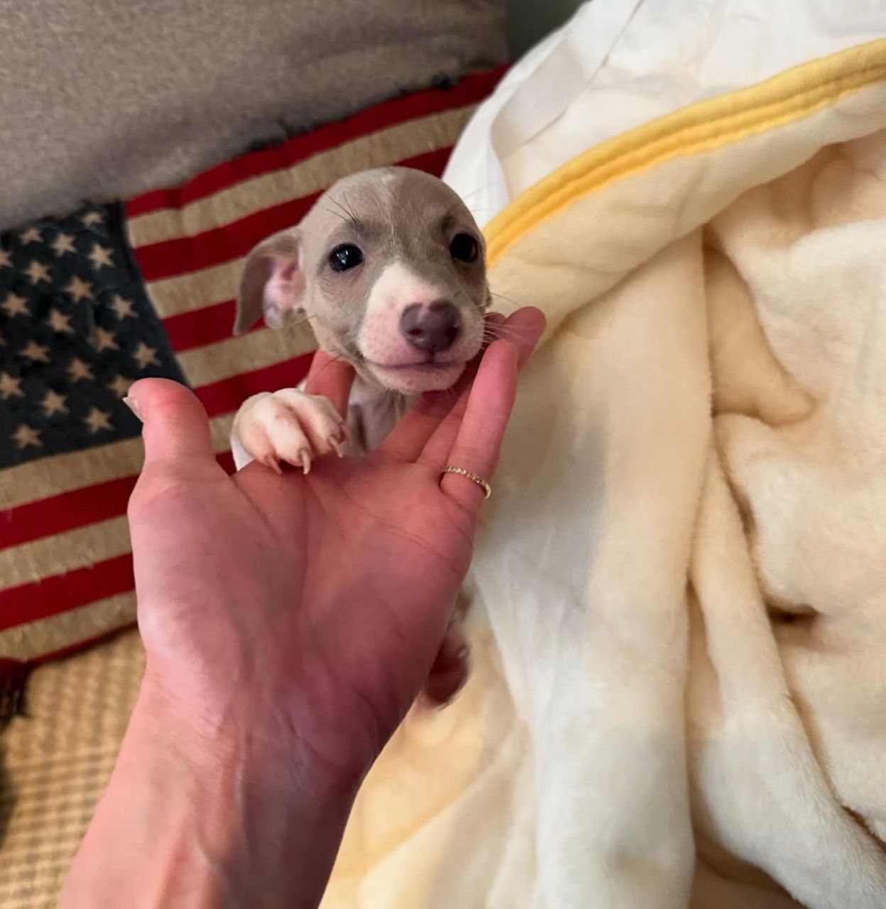 πΆ Male Italian Greyhound Puppy for Sale β Meet Pato πΆ - Image 8
