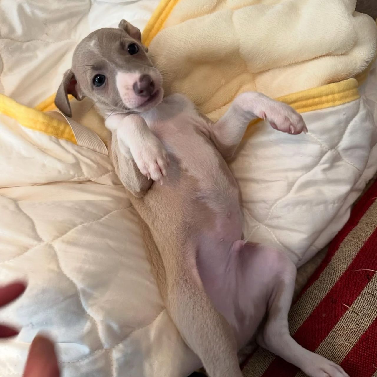 πΆ Male Italian Greyhound Puppy for Sale β Meet Pato πΆ - Image 9