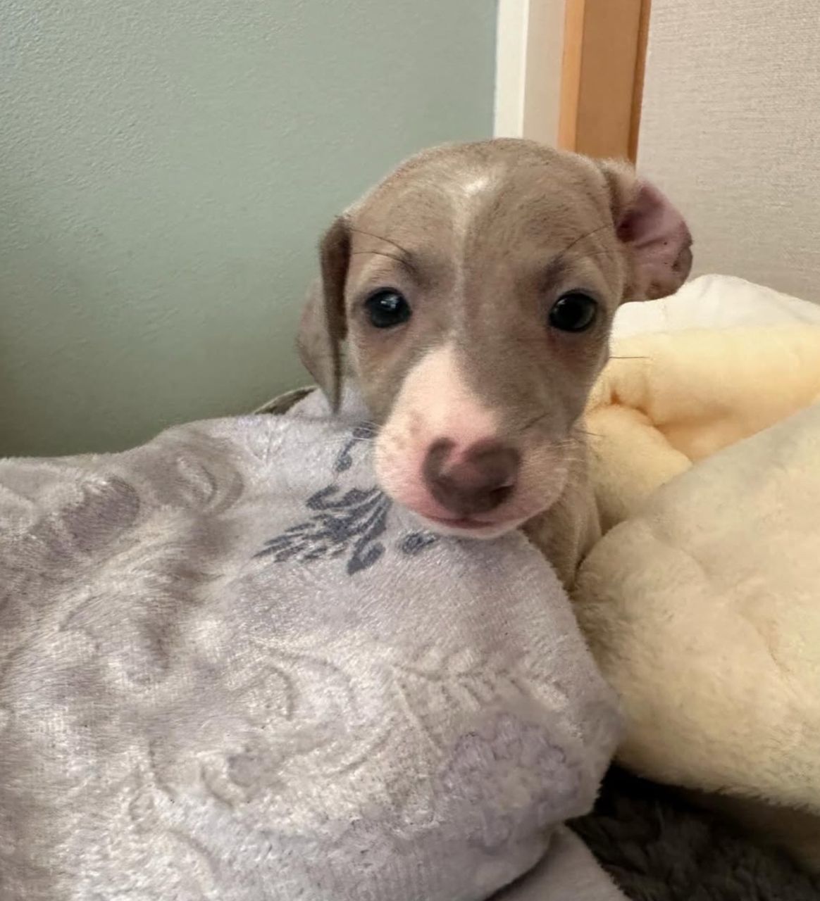 πΆ Male Italian Greyhound Puppy for Sale β Meet Pato πΆ - Image 7