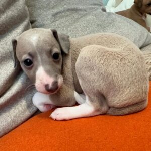 Male Italian Greyhound Puppy for Sale β Pato in grey and white coat