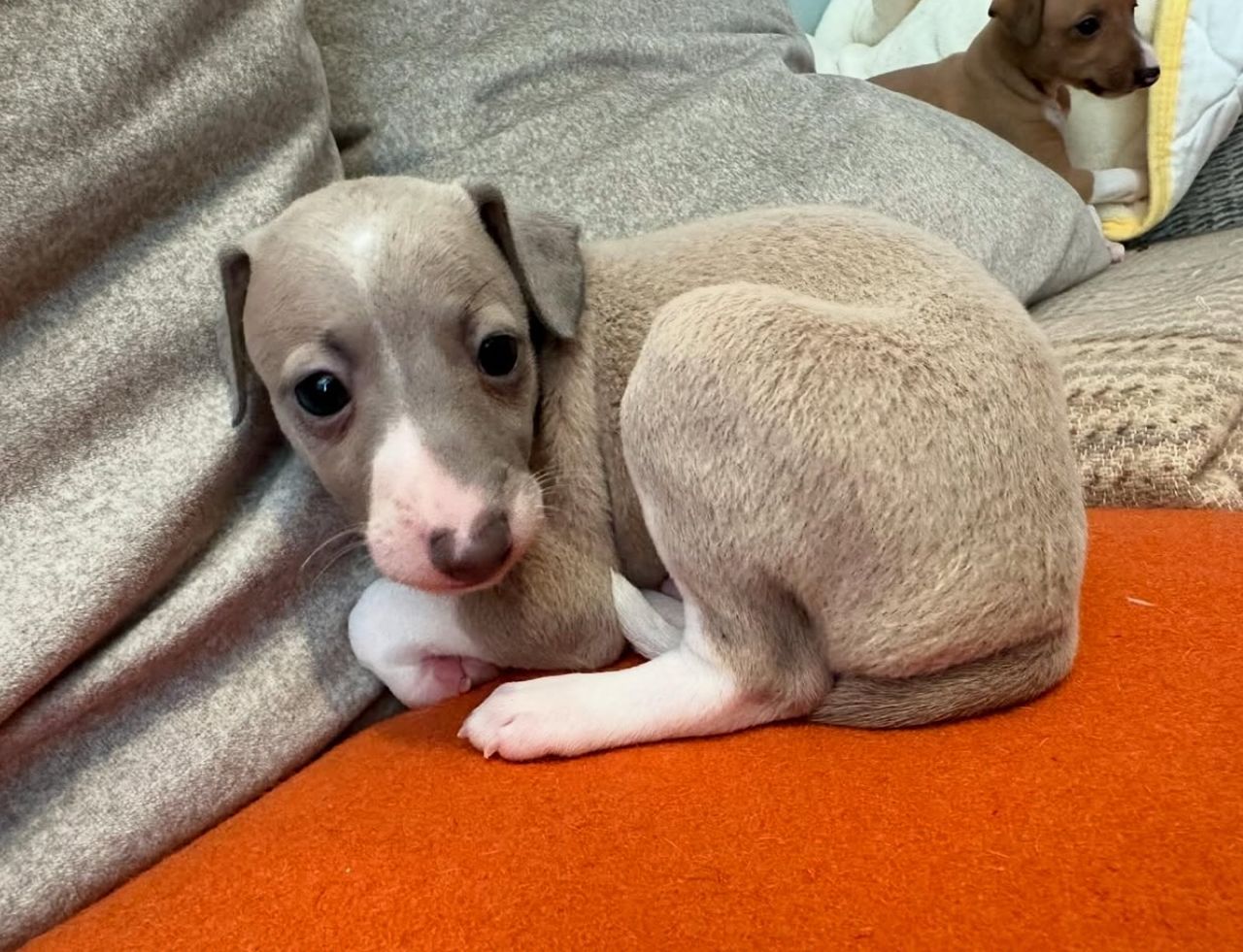 Male Italian Greyhound Puppy for Sale β Pato in grey and white coat