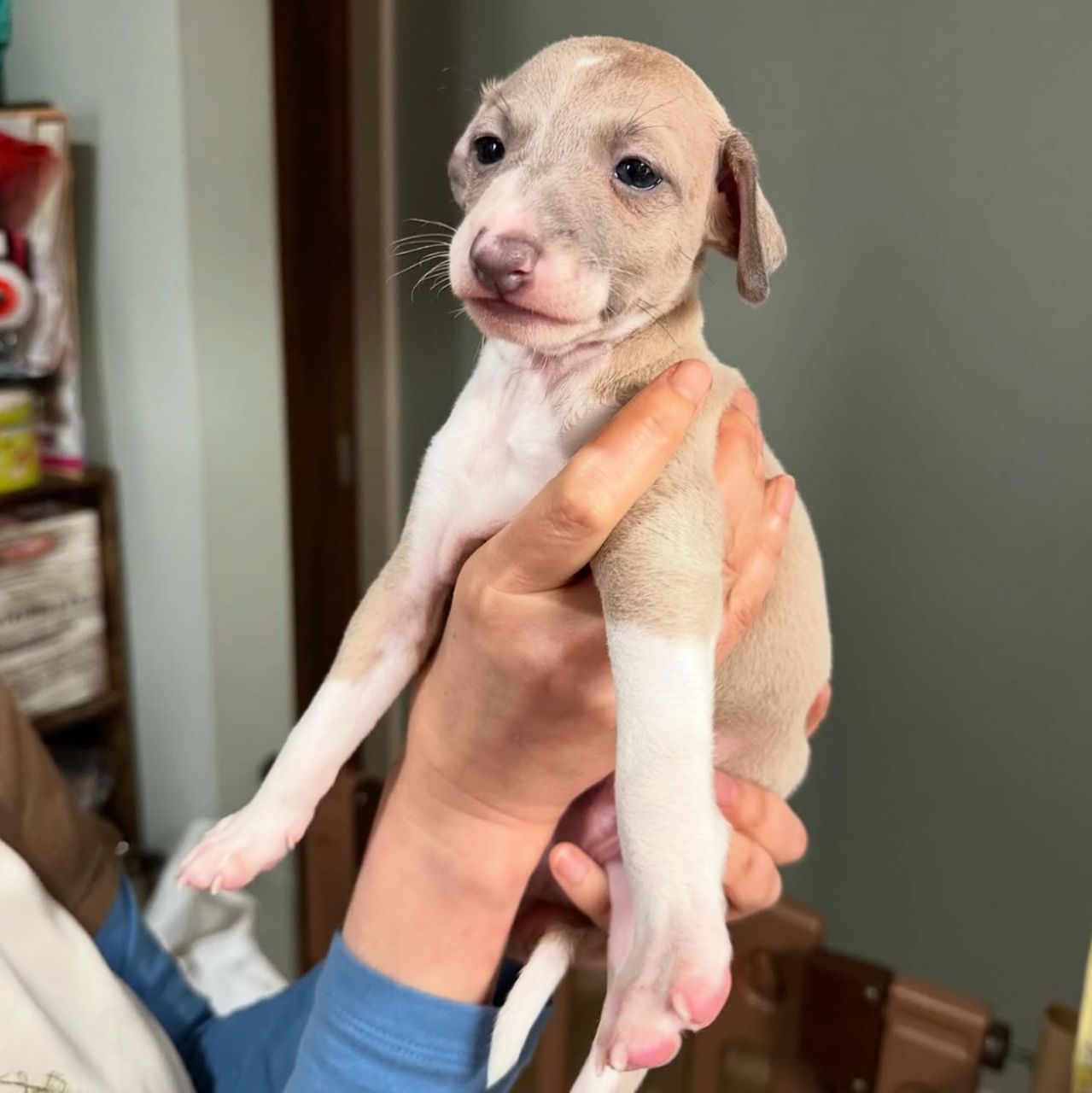 πΆ Male Italian Greyhound Puppy for Sale β Meet Pato πΆ - Image 6