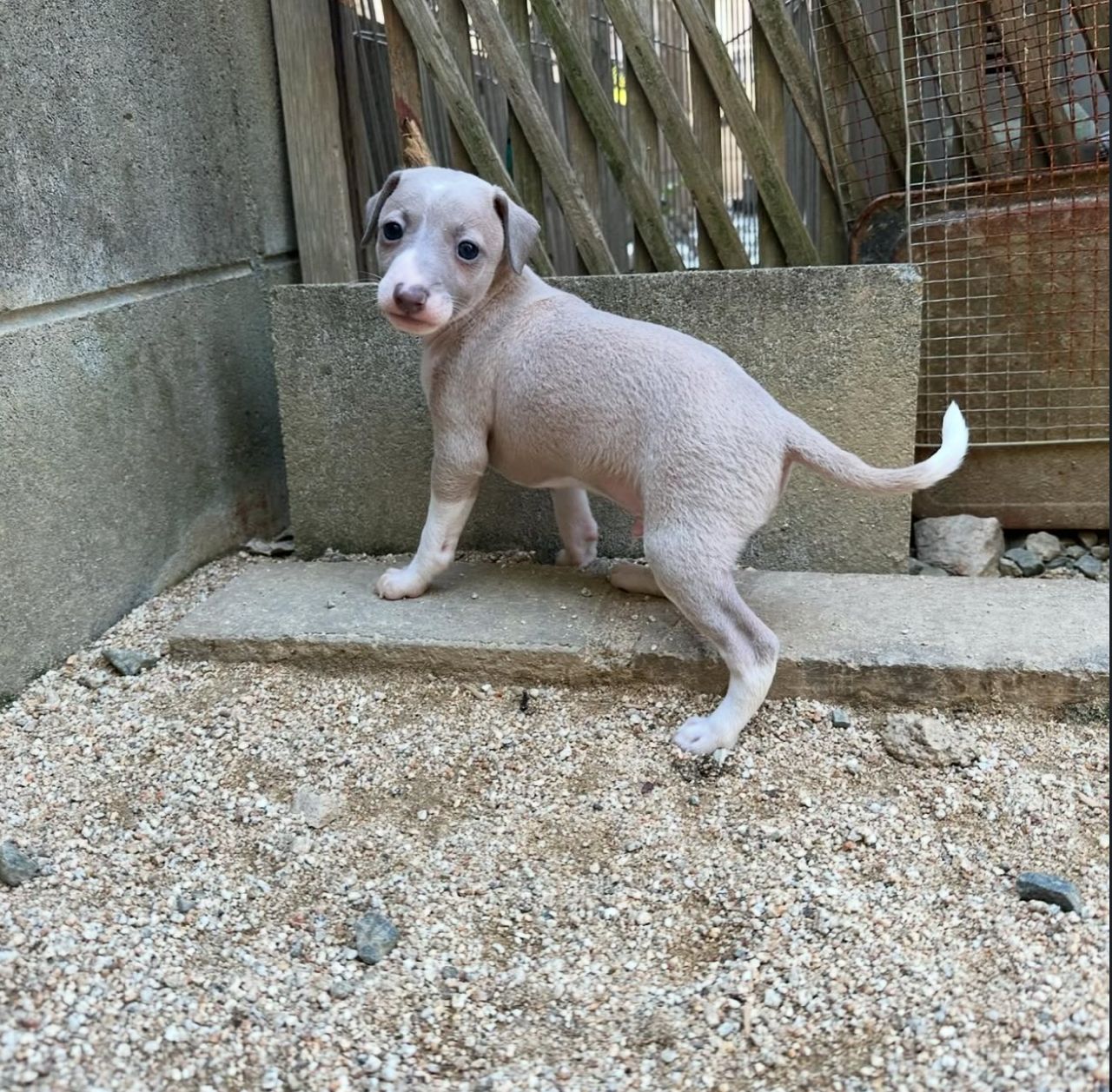 πΆ Male Italian Greyhound Puppy for Sale β Meet Pato πΆ - Image 4