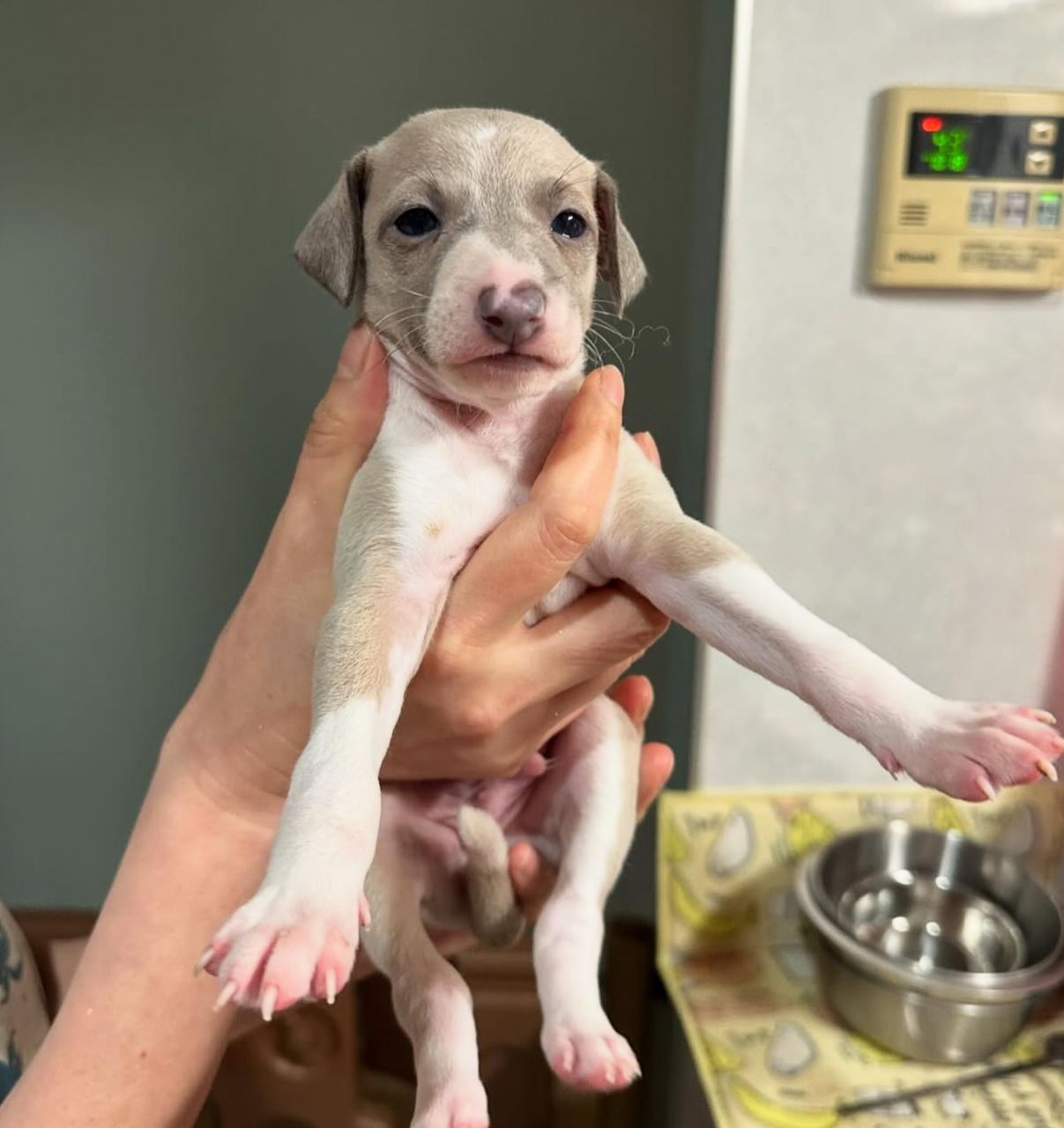 πΆ Male Italian Greyhound Puppy for Sale β Meet Pato πΆ - Image 3