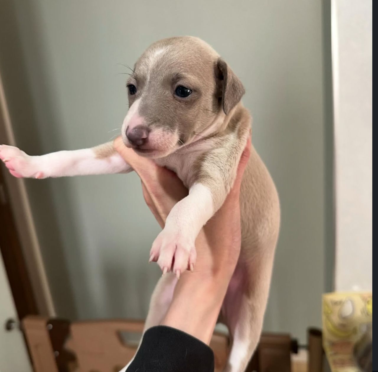 πΆ Male Italian Greyhound Puppy for Sale β Meet Pato πΆ - Image 2