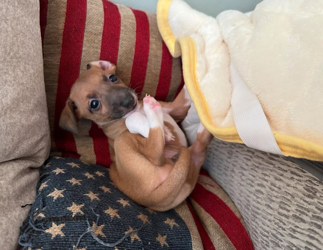 ๐ถ Male Italian Greyhound Puppy for Sale โ Meet Milo ๐ถ - Image 7