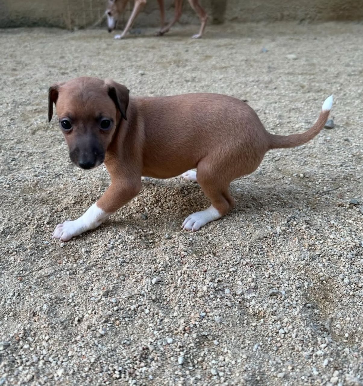 ๐ถ Male Italian Greyhound Puppy for Sale โ Meet Milo ๐ถ - Image 6