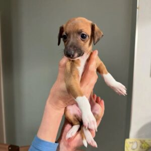πΆ Male Italian Greyhound Puppy for Sale β Meet Milo πΆ
