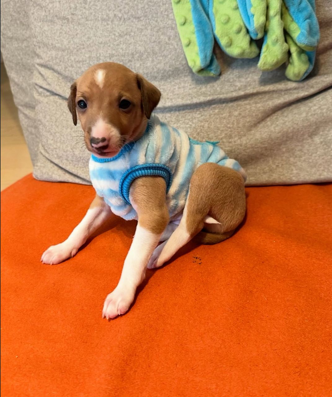 ๐ถ Male Italian Greyhound Puppy for Sale โ Meet Milo ๐ถ - Image 4