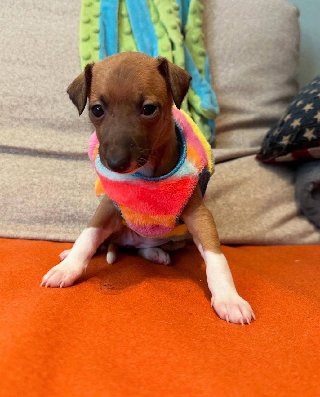 ๐ถ Male Italian Greyhound Puppy for Sale โ Meet Milo ๐ถ - Image 3