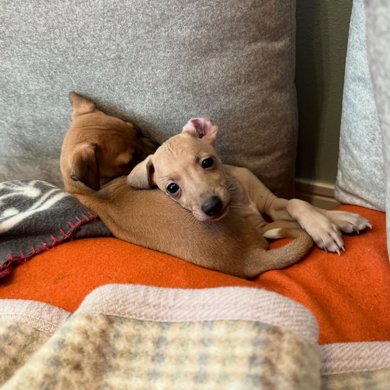 ๐ถ Male Italian Greyhound Puppy for Sale โ Meet Milo ๐ถ - Image 2