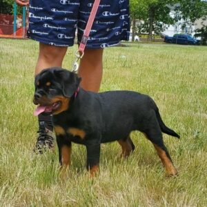 πΎ Female German Rottweiler Puppy for Sale β Meet Lina πΎ