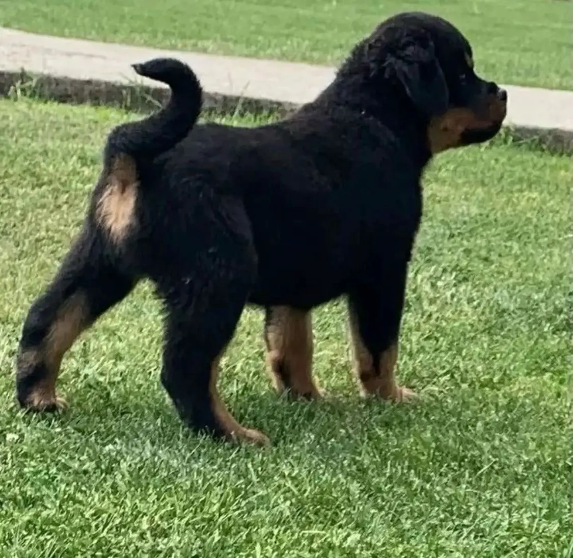 ๐พ Male German Rottweiler Puppy for Sale โ Meet Jaky ๐พ - Image 5