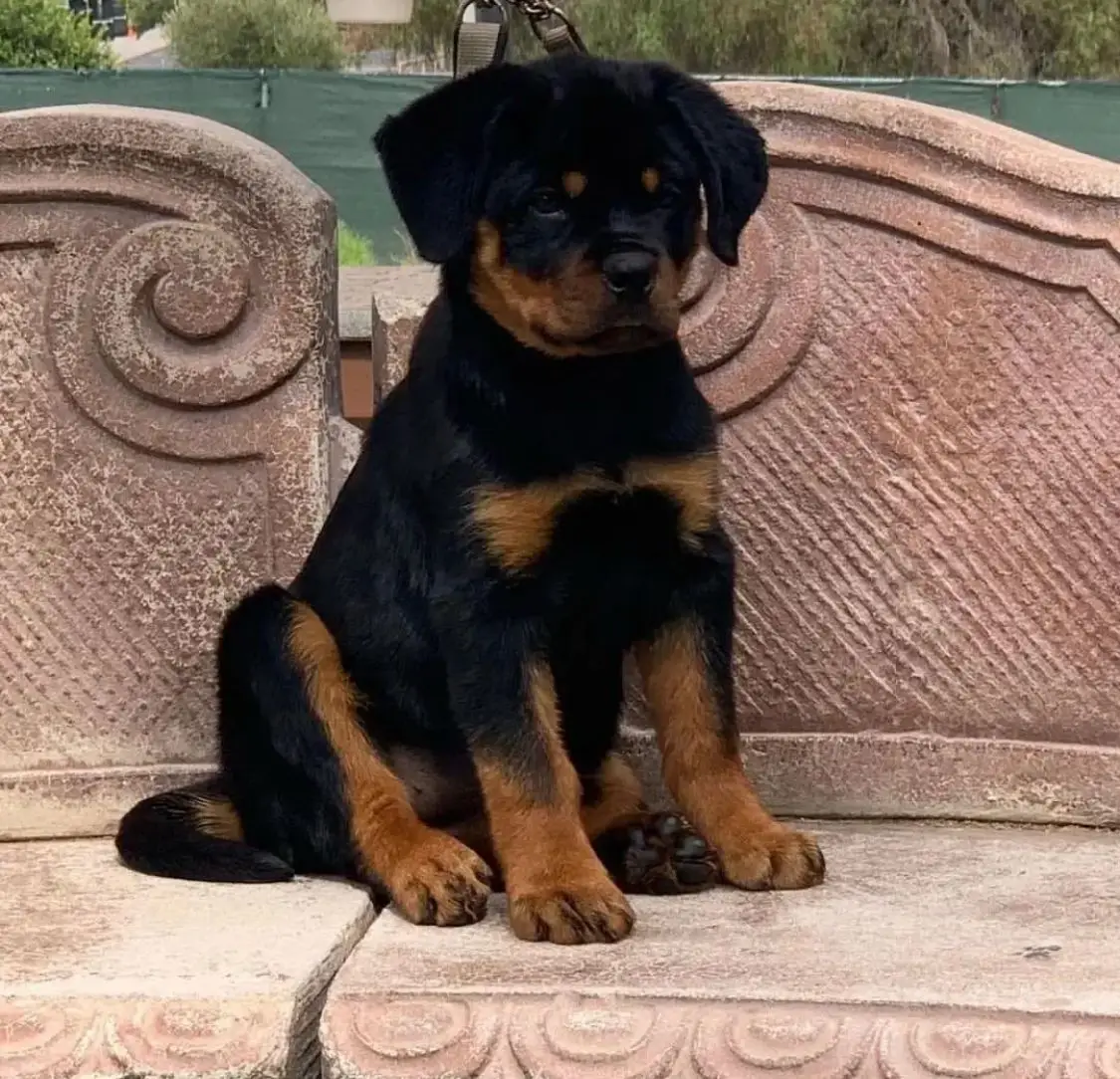 ๐พ Male German Rottweiler Puppy for Sale โ Meet Jaky ๐พ - Image 4