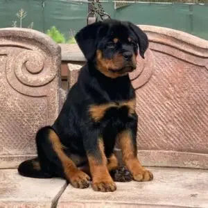 πΎ Male German Rottweiler Puppy for Sale β Meet Jaky πΎ
