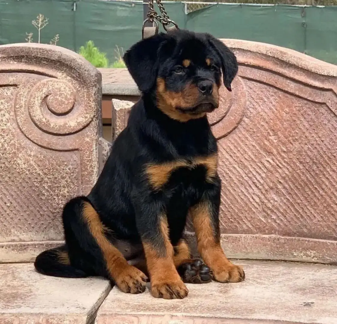 ๐พ Male German Rottweiler Puppy for Sale โ Meet Jaky ๐พ