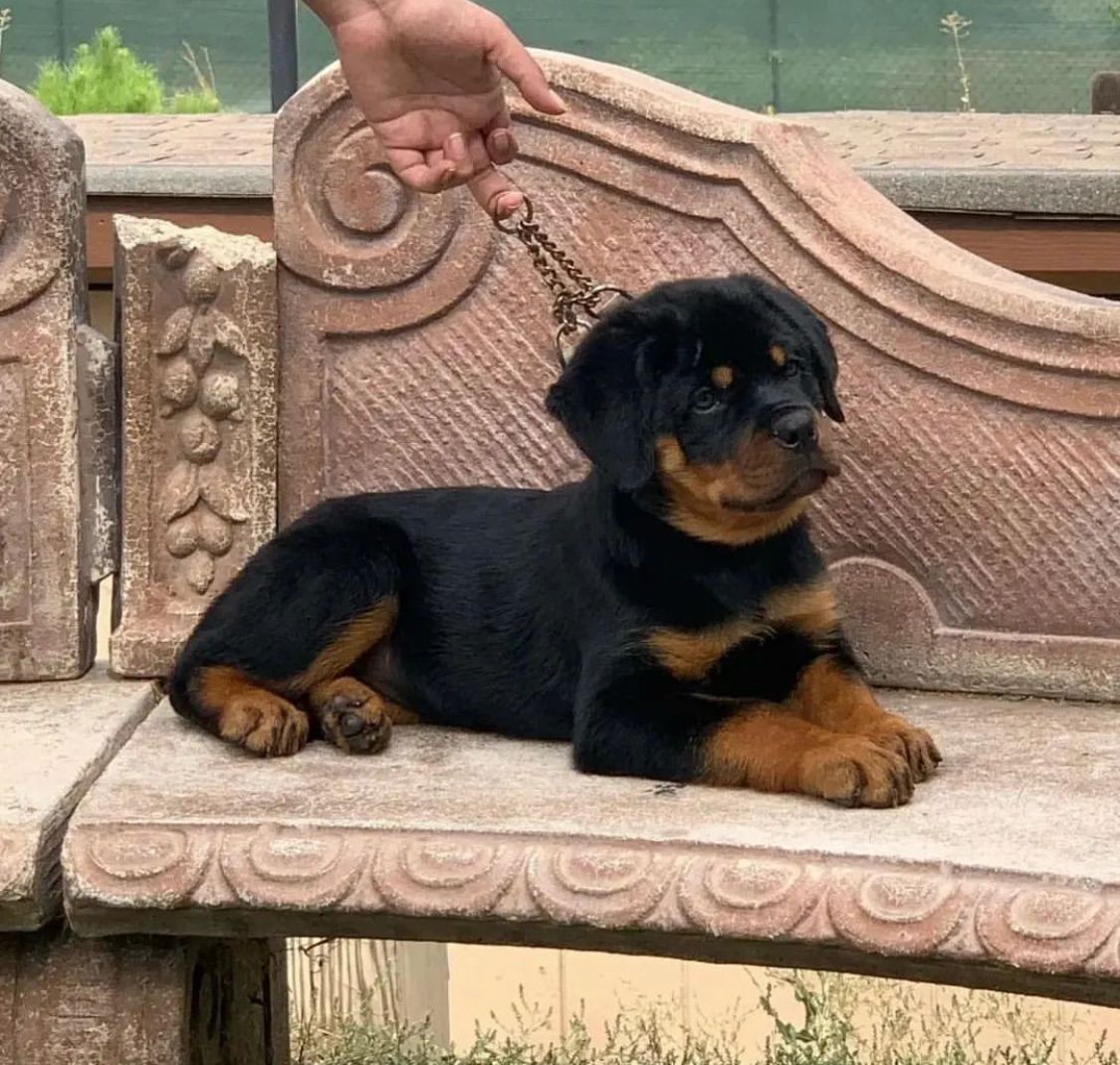 ๐พ Male German Rottweiler Puppy for Sale โ Meet Jaky ๐พ - Image 3
