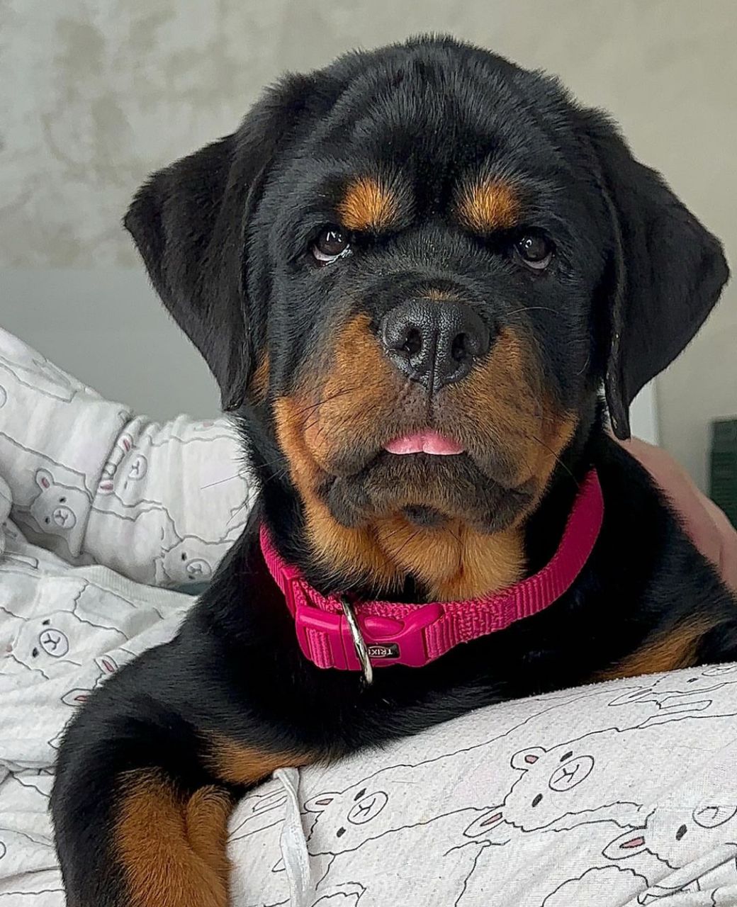 ๐พ Male German Rottweiler Puppy for Sale โ Meet Jaky ๐พ - Image 2