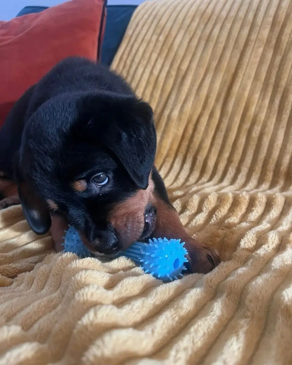 πΎ Male German Rottweiler Puppy for Sale β Meet Ben πΎ - Image 5