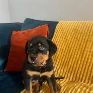 πΎ Male German Rottweiler Puppy for Sale β Meet Ben πΎ