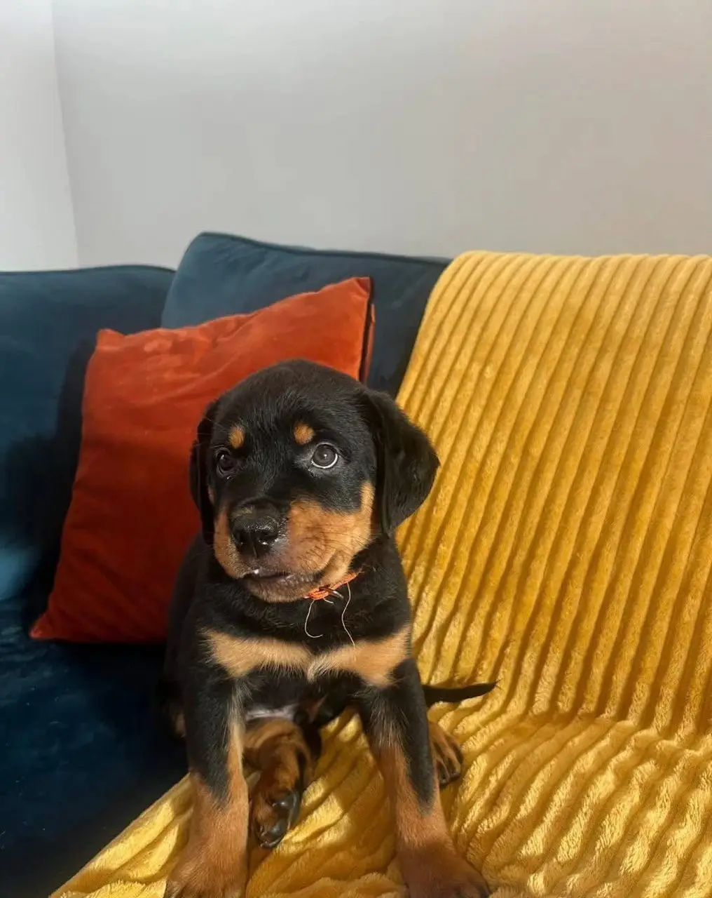 πΎ Male German Rottweiler Puppy for Sale β Meet Ben πΎ