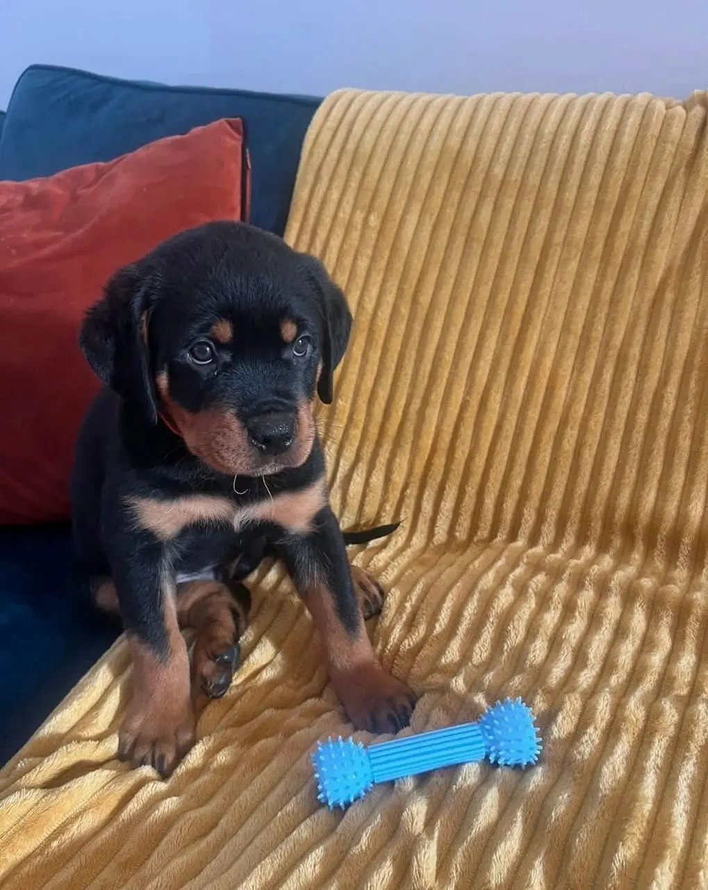 πΎ Male German Rottweiler Puppy for Sale β Meet Ben πΎ - Image 4
