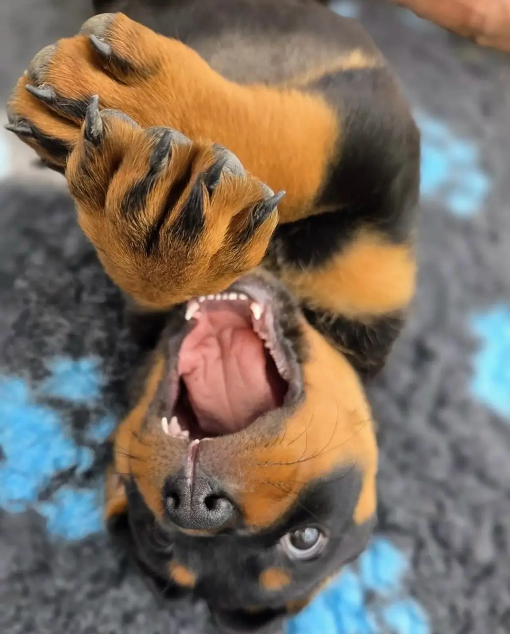 πΎ Male German Rottweiler Puppy for Sale β Meet Ben πΎ - Image 2