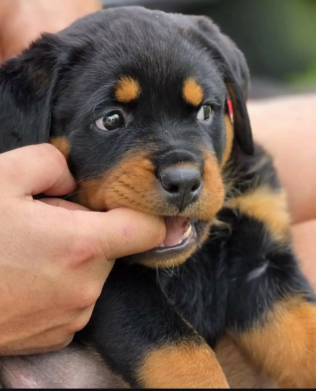 πΎ Male German Rottweiler Puppy for Sale β Meet Ben πΎ - Image 3