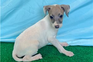πΎ Female Italian Greyhound Puppy for Sale β Meet Gianna πΎ