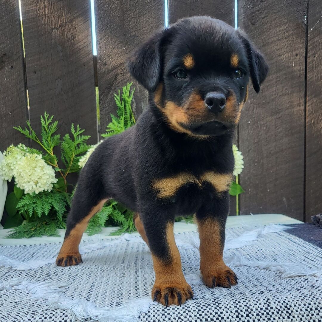 πΎ Female Rottweiler Puppy for Sale β Meet Bella πΎ - Image 3