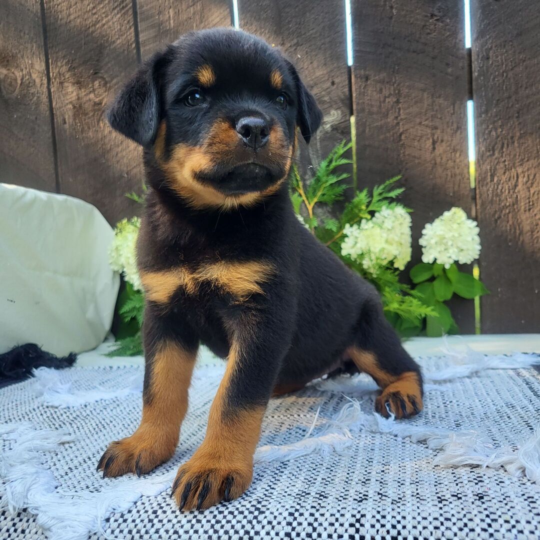 πΎ Female Rottweiler Puppy for Sale β Meet Bella πΎ - Image 2