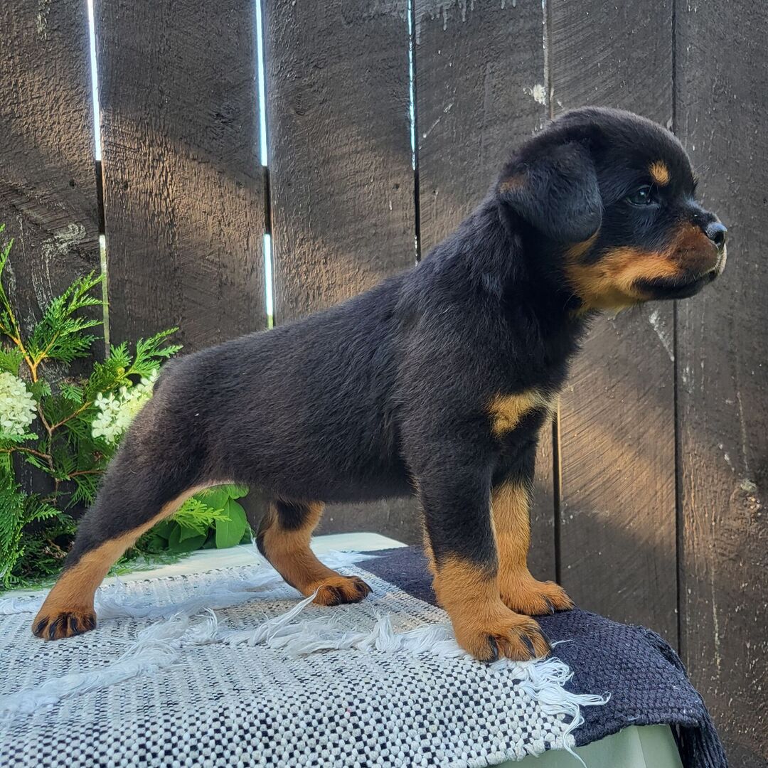 πΎ Female Rottweiler Puppy for Sale β Meet Bella πΎ - Image 5