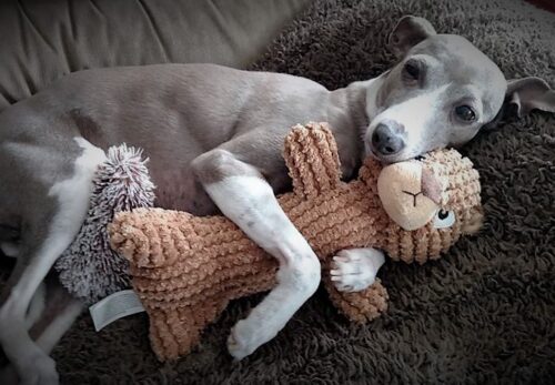 πΎ The Ultimate Guide to Italian Greyhounds: Everything You Need to Know Before Bringing One Home