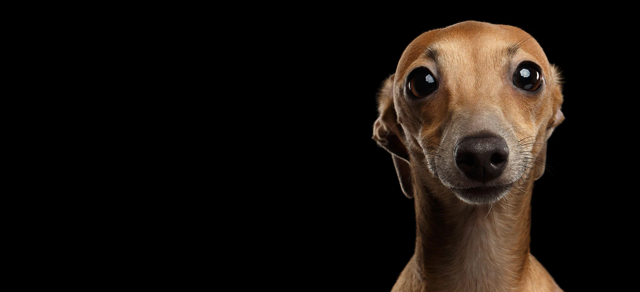 We specialize in providing you with high Quality Rottweilers & Italian Greyhounds Puppies