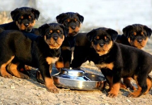 πΎ Top 10 Reasons Why Rottweilers Make the Perfect Family Dog