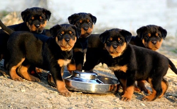🐾 Top 10 Reasons Why Rottweilers Make the Perfect Family Dog